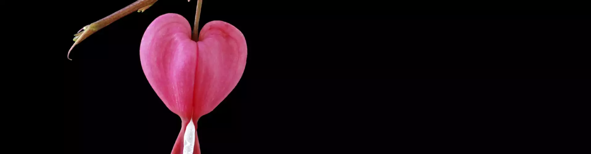 "From Pain to Joy" - How to heal any relationship, past or present. - Online Class by Kimberly Wright