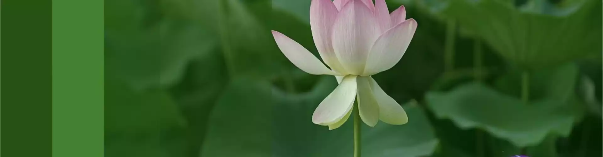 Manifesting Your Soul's Purposes Certification: On-Demand - Online Class by Dr. Linda Howe