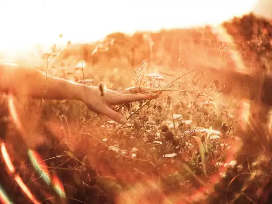 Remote Healing for Inflammation in the Physical Body