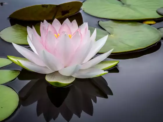 Meditazione Reiki: sei intero, perfetto e completo