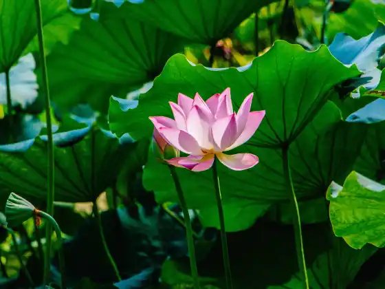 Távoli Reiki gyógyítás 33 percig