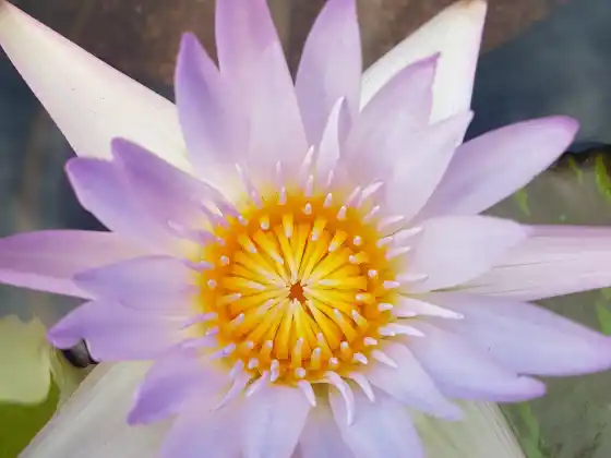 The Chakra Journey Class Four ~ Your Sacral Chakra