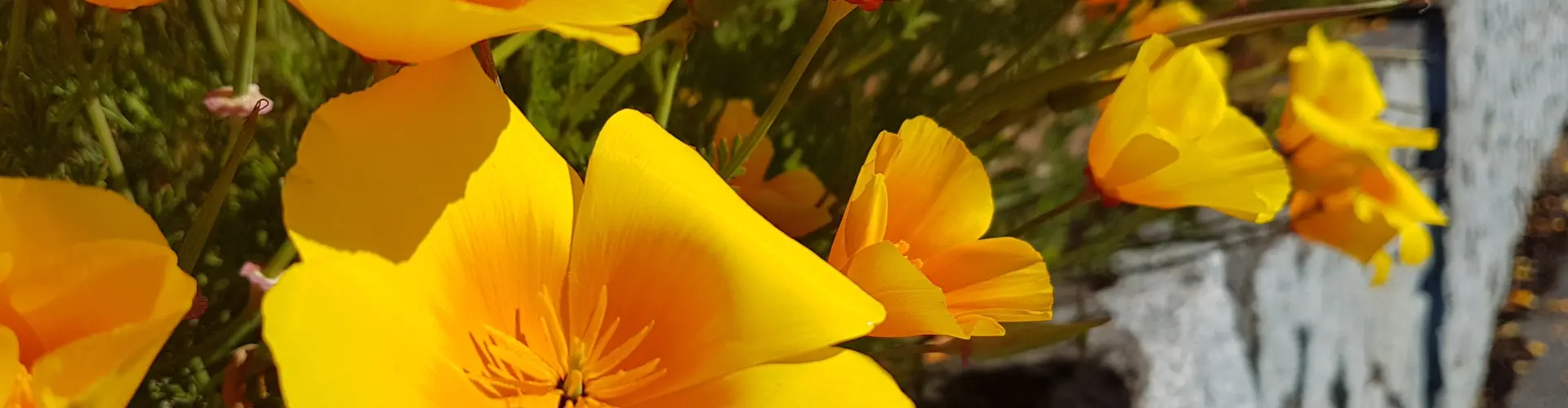 The Chakra Journey Class Four ~ Your Sacral Chakra - Online Class by Megan Edge
